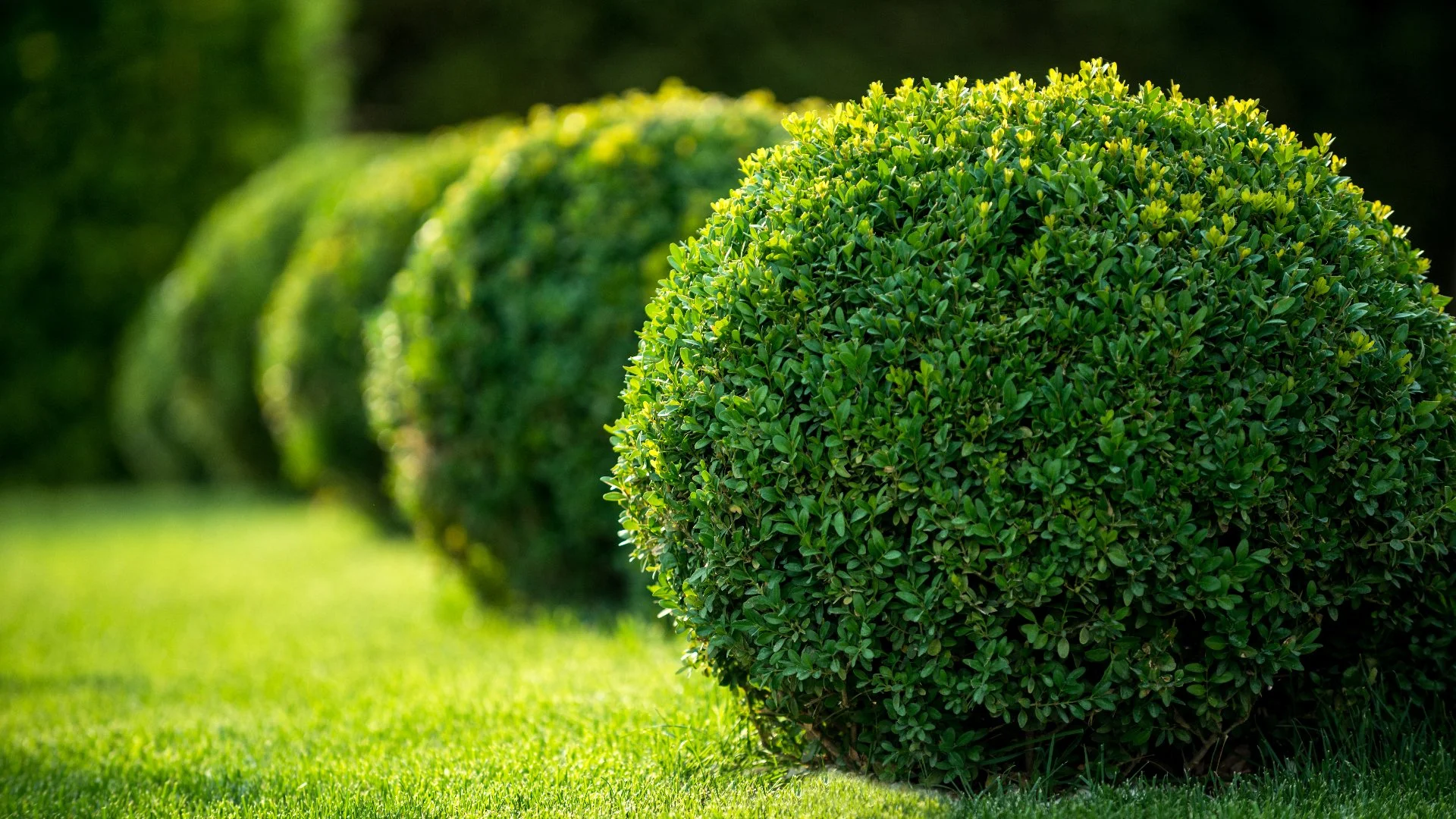 Close-up of healthy green bushes in Longmont, CO